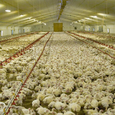 45-65 broiler Lineer Besleyici Kanatlı Otomatik Yem Hazneli