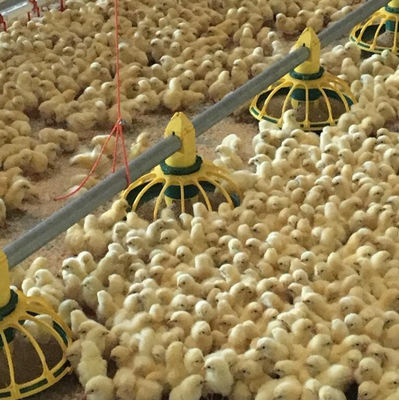 Otomatik Kanatlı Besleyici Suluk 45-65 Broiler İçme Sistemi