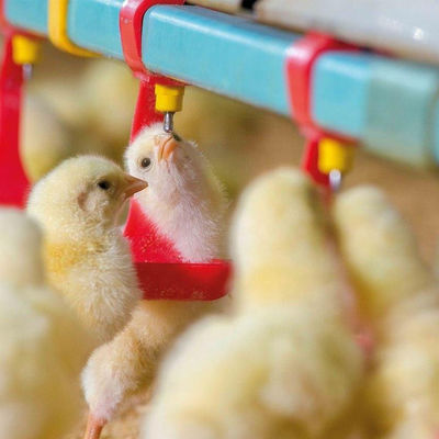 330mm Kümes Hayvanları Besleyici Suluk 65 broiler Kümes Hayvanları İçin Otomatik Besleme Sistemi